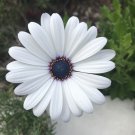 20 Pcs New White Chrysanthemum Potmum with Red Edge Flower 20 Pcs New White Chrysanthemum Potmum with Red Edge Flower