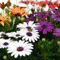 20 Pcs New White Chrysanthemum Potmum with Red Edge Flower