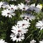 20 Pcs New White Chrysanthemum Potmum with Red Edge Flower