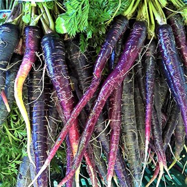 100 Pcs New Imperator-shaped Red Purple Carrot Hybrid Seeds