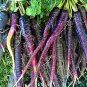 100 Pcs New Imperator-shaped Red Purple Carrot Hybrid Seeds