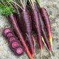 100 Pcs New Imperator-shaped Red Purple Carrot Hybrid Seeds