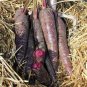 100 Pcs New Imperator-shaped Red Purple Carrot Hybrid Seeds