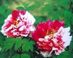5 Pcs Heirloom Red White Peony Seedling Flower 'Er Qiao'