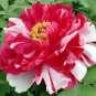 5 Pcs Heirloom Red White Peony Seedling Flower 'Er Qiao'