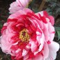 5 Pcs Heirloom Red White Peony Seedling Flower 'Er Qiao'