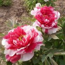 5 Pcs Red White Peony Flower Seeds 5 Pcs Red White Peony Flower Seeds