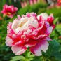 5 Pcs Red White Peony Flower Seeds