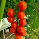 100 Pcs 'Tongzi' Red Round Cherry Tomato Hybrid F2 Seeds 100 Pcs 'Tongzi' Red Round Cherry Tomato Hybrid F2 Seeds