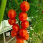 100 Pcs 'Tongzi' Red Round Cherry Tomato Hybrid F2 Seeds
