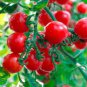 100 Pcs 'Tongzi' Red Round Cherry Tomato Hybrid F2 Seeds