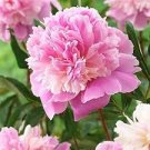 5 Pcs New Heirloom Red Pink Peony Shrub Flower Seeds 5 Pcs New Heirloom Red Pink Peony Shrub Flower Seeds