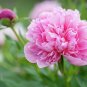 5 Pcs New Heirloom Red Pink Peony Shrub Flower Seeds