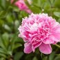 5 Pcs New Heirloom Red Pink Peony Shrub Flower Seeds