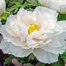 5 Pcs Heirloom White Dark Red Tree Peony Flower Seeds 5 Pcs Heirloom White Dark Red Tree Peony Flower Seeds