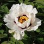 5 Pcs Heirloom White Dark Red Tree Peony Flower Seeds