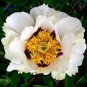 5 Pcs Heirloom White Dark Red Tree Peony Flower Seeds