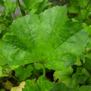 20 Pcs Fresh Organic Edible Chinese Mallow Vegetable Seeds