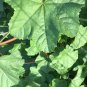 20 Pcs Fresh Organic Edible Chinese Mallow Vegetable Seeds