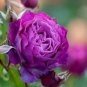 5 Pcs Heirloom 'Xin Shou' Light Purple Peony Plant Flower Seeds