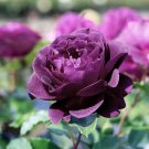 5 Pcs Rare 'Gui Fu' Dark Purple Peony Shrub Flower Seeds 5 Pcs Rare 'Gui Fu' Dark Purple Peony Shrub Flower Seeds