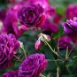 5 Pcs Rare 'Gui Fu' Dark Purple Peony Shrub Flower Seeds