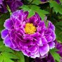 5 Pcs Rare New 'Za Gu' Pink Purple Peony Tree Flower Seeds