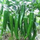 30 Pcs Hu'nan Green Long Hot Chili Seeds