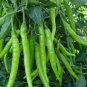 30 Pcs Hu'nan Green Long Hot Chili Seeds