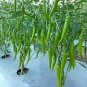 30 Pcs Hu'nan Green Long Hot Chili Seeds
