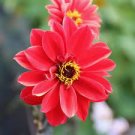 50 Pcs Middle-sized Red Dahlia Shrub Perennial Flower Seeds 50 Pcs Middle-sized Red Dahlia Shrub Perennial Flower Seeds