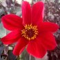 50 Pcs Middle-sized Red Dahlia Shrub Perennial Flower Seeds