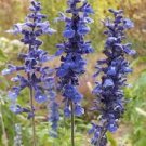 30 Pcs Blue Woodland Sage Perennial Flower Seeds