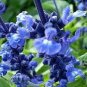 30 Pcs Blue Woodland Sage Perennial Flower Seeds