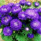 30 Pcs Blue Round China Aster Perennial Flower Seeds 30 Pcs Blue Round China Aster Perennial Flower Seeds