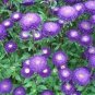 30 Pcs Blue Round China Aster Perennial Flower Seeds