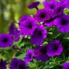 100 Pcs Purple Garden Petunia Perennial Flower Seeds