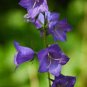 30 Pcs Canterbury Bells Perennial Flower Seeds