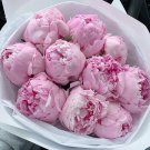 5 Pcs Pivoine Japanese Peony Flower Seeds