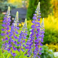 15 Pcs Blue Lupinus Perennial Flowering Plant Seeds