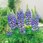 15 Pcs Blue Lupinus Perennial Flowering Plant Seeds