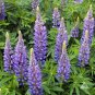 15 Pcs Blue Lupinus Perennial Flowering Plant Seeds