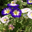 30 Pcs Convolvulus Tricolor Dwarf Morning Glory Seeds