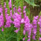 30 Pcs Pink False Dragonhead Flower Perennial Seeds