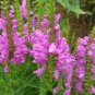 30 Pcs Pink False Dragonhead Flower Perennial Seeds