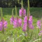 30 Pcs Pink False Dragonhead Flower Perennial Seeds