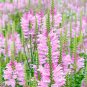 30 Pcs Pink False Dragonhead Flower Perennial Seeds