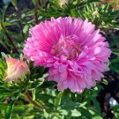 50 Pcs Pink China Aster Flower Seeds 50 Pcs Pink China Aster Flower Seeds