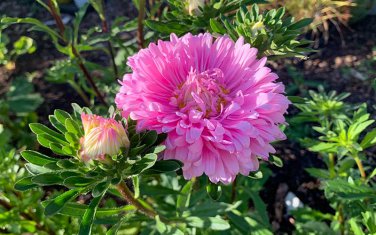 50 Pcs Pink China Aster Flower Seeds