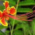 30 Pcs Caesalpinia Pulcherrima Seeds